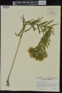 Euthamia leptocephala image