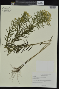 Euthamia leptocephala image