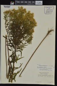 Euthamia leptocephala image