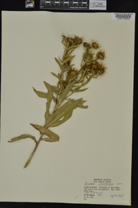 Grindelia lanceolata image