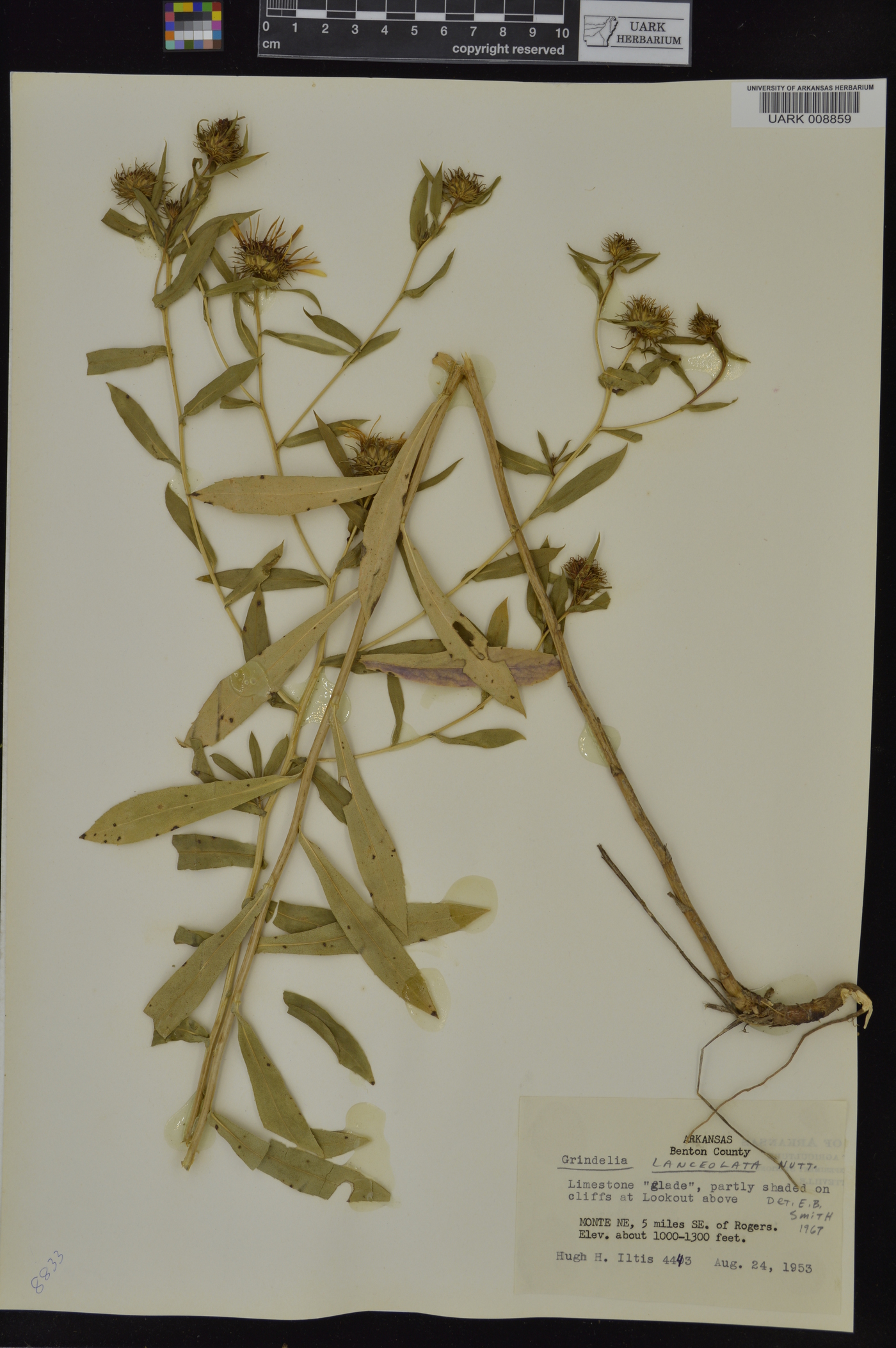 Grindelia lanceolata image