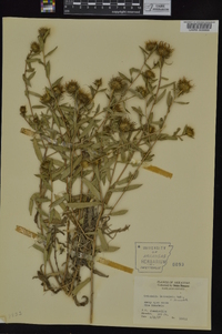 Grindelia lanceolata image