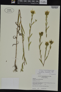 Grindelia lanceolata image