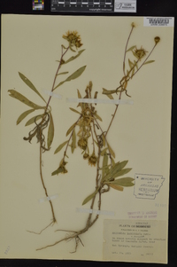 Grindelia lanceolata image