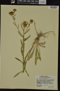 Grindelia lanceolata image