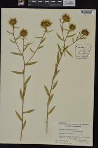 Grindelia lanceolata image