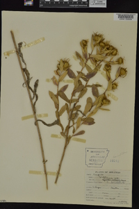 Grindelia lanceolata image