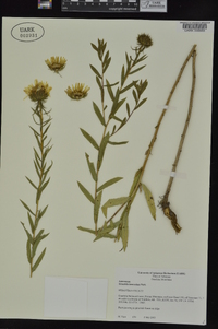 Grindelia lanceolata image