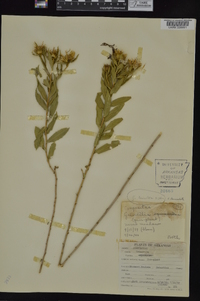 Grindelia lanceolata image