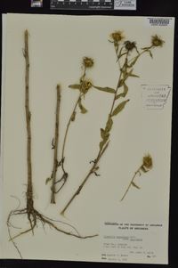 Grindelia lanceolata image