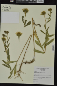 Grindelia lanceolata image