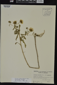 Grindelia lanceolata image