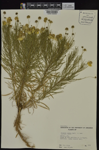Helenium amarum var. amarum image