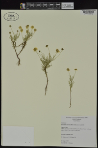 Helenium amarum var. amarum image