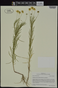 Helenium amarum var. amarum image