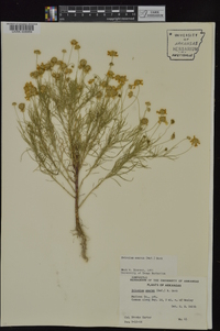 Helenium amarum var. amarum image