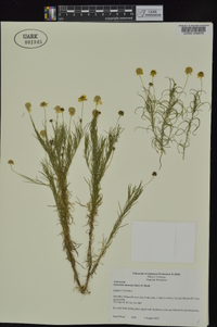 Helenium amarum var. amarum image