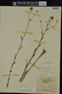 Helenium flexuosum image