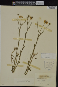 Helenium flexuosum image