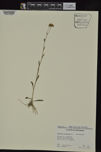 Helenium flexuosum image