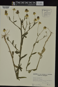 Helenium flexuosum image