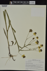 Helenium flexuosum image