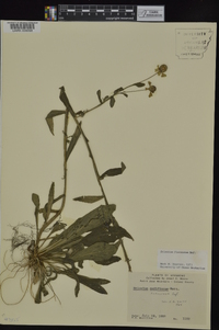 Helenium flexuosum image