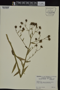 Helenium flexuosum image