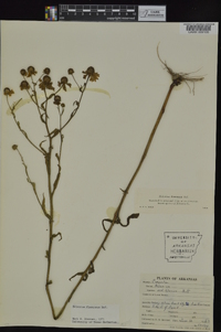 Helenium flexuosum image