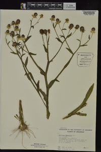 Helenium flexuosum image