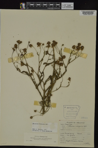 Helenium flexuosum image