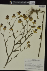 Helenium flexuosum image