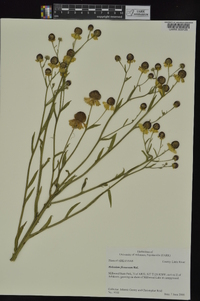 Helenium flexuosum image