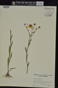 Helenium flexuosum image