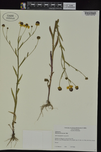 Helenium flexuosum image