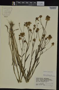 Helenium flexuosum image