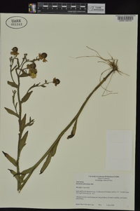 Helenium flexuosum image