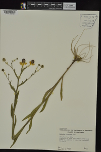 Helenium flexuosum image