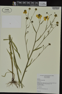 Helenium flexuosum image