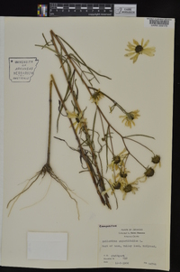 Helianthus angustifolius image