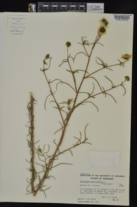 Helianthus angustifolius image