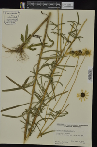 Helianthus angustifolius image