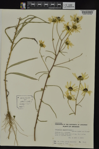 Helianthus angustifolius image
