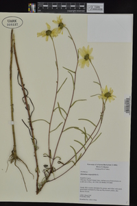 Helianthus angustifolius image