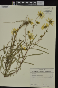 Helianthus angustifolius image