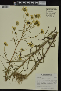 Helianthus angustifolius image