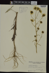 Helianthus angustifolius image