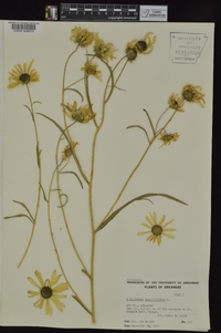 Helianthus angustifolius image