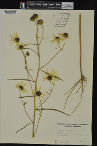 Helianthus angustifolius image