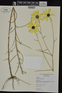 Helianthus angustifolius image